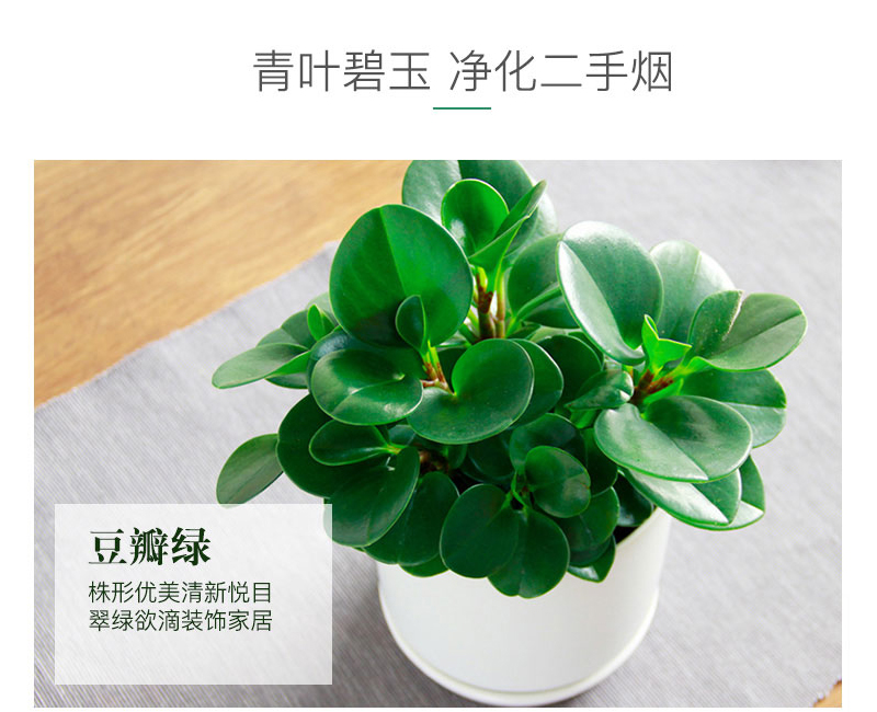 豆瓣綠桌面小盆栽